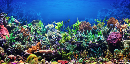 What Is Sea Moss? A Complete Breakdown