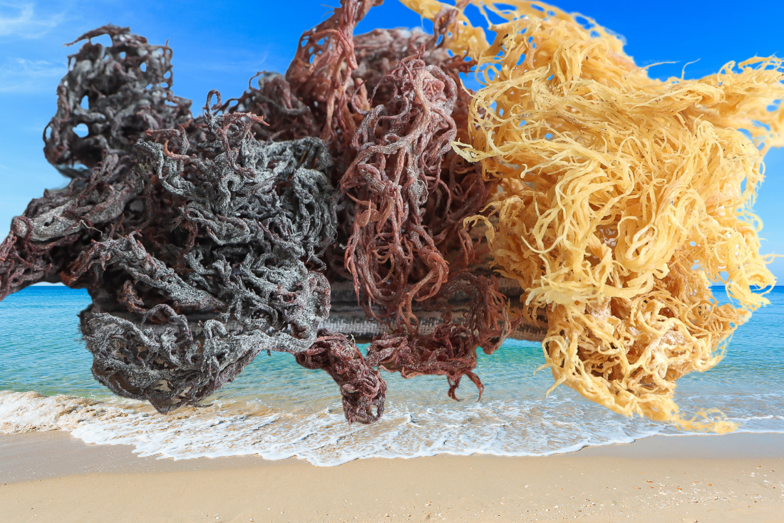 3 Types Of Sea Moss At Medicinal Mother